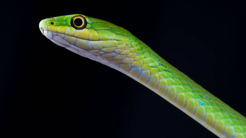 Rough green snake close up