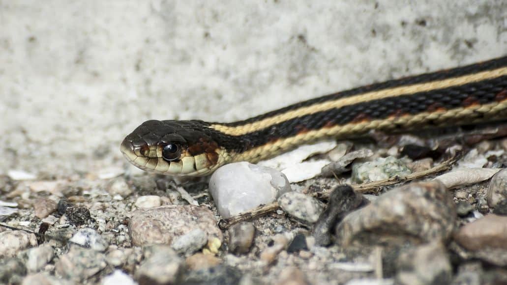 do garter snakes live in holes