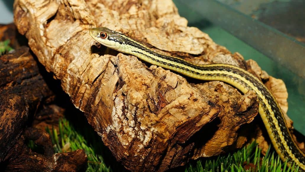 happy snake playing on log