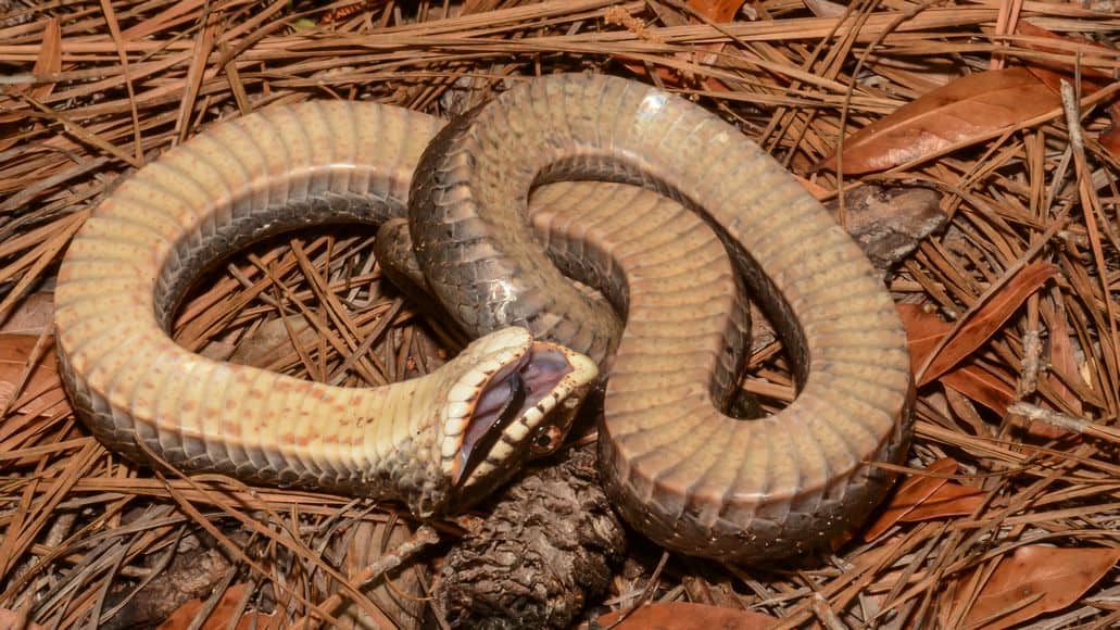 hognose snake playing dead to defend itself