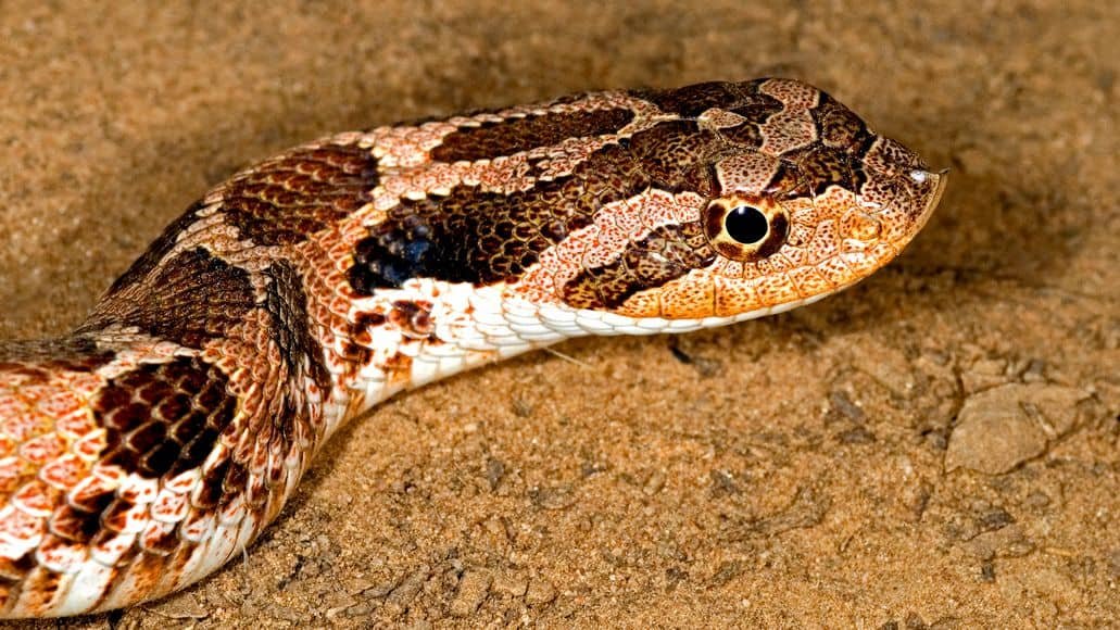 Eastern Hognose Snake