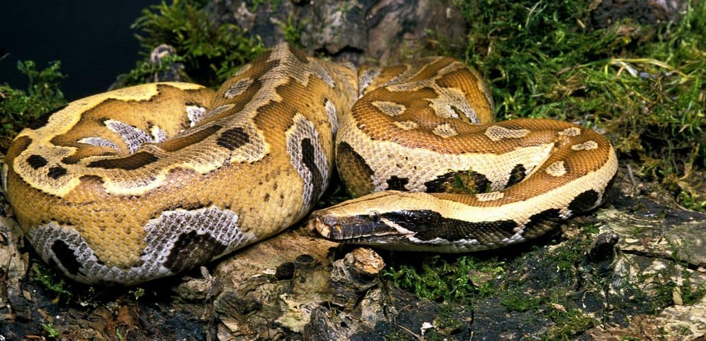 Large blood python