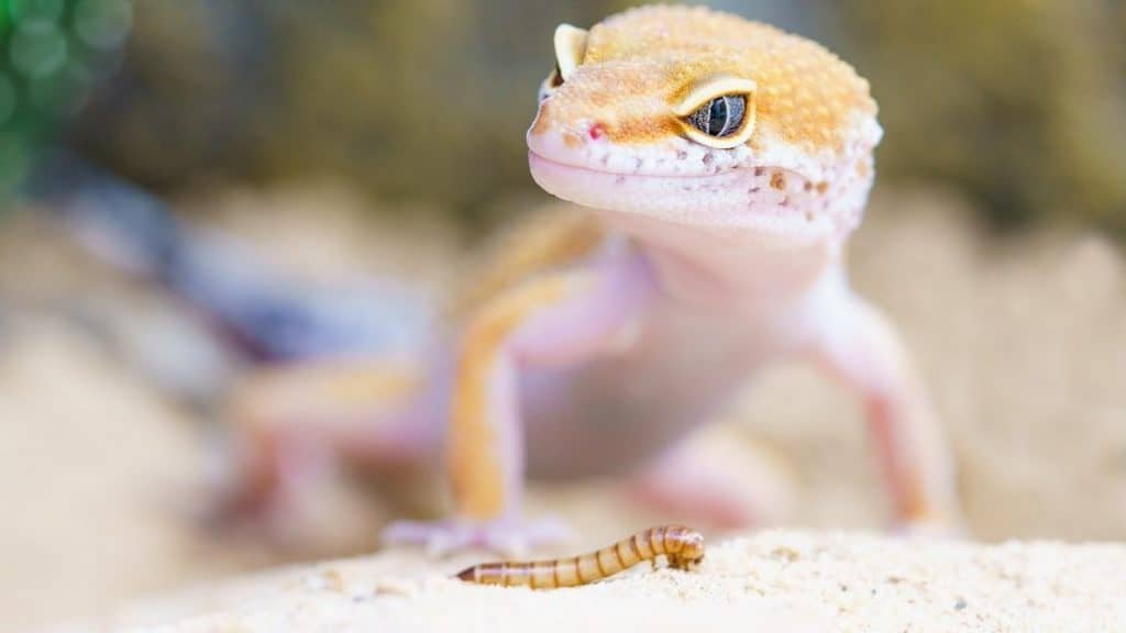 What Do Pythons Eat? (In The Wild And In Captivity)