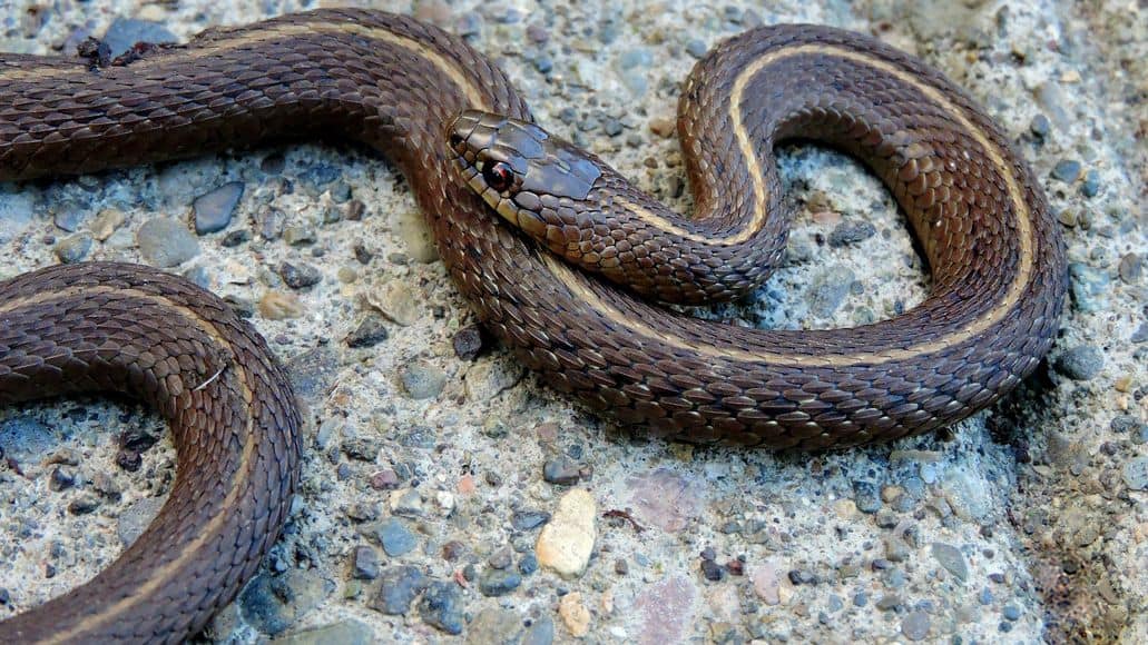 garter snake in mating season