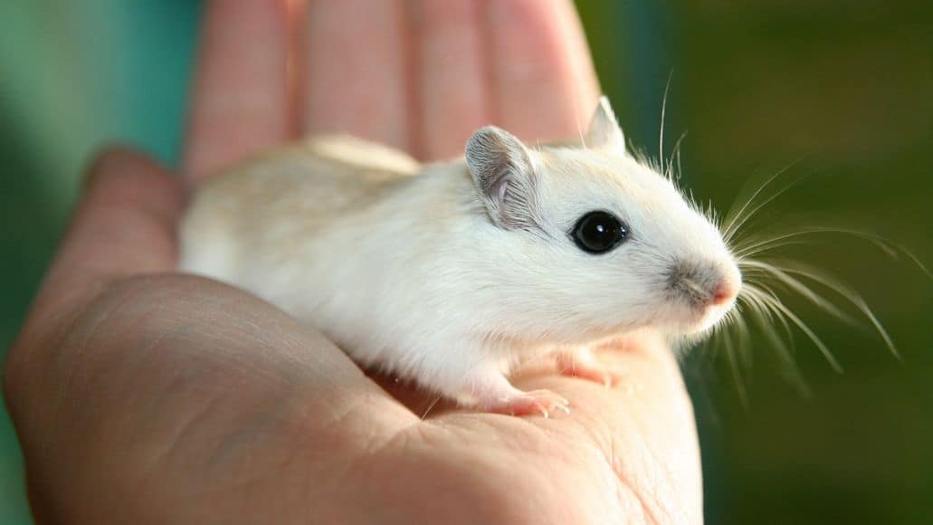 Mouse pet