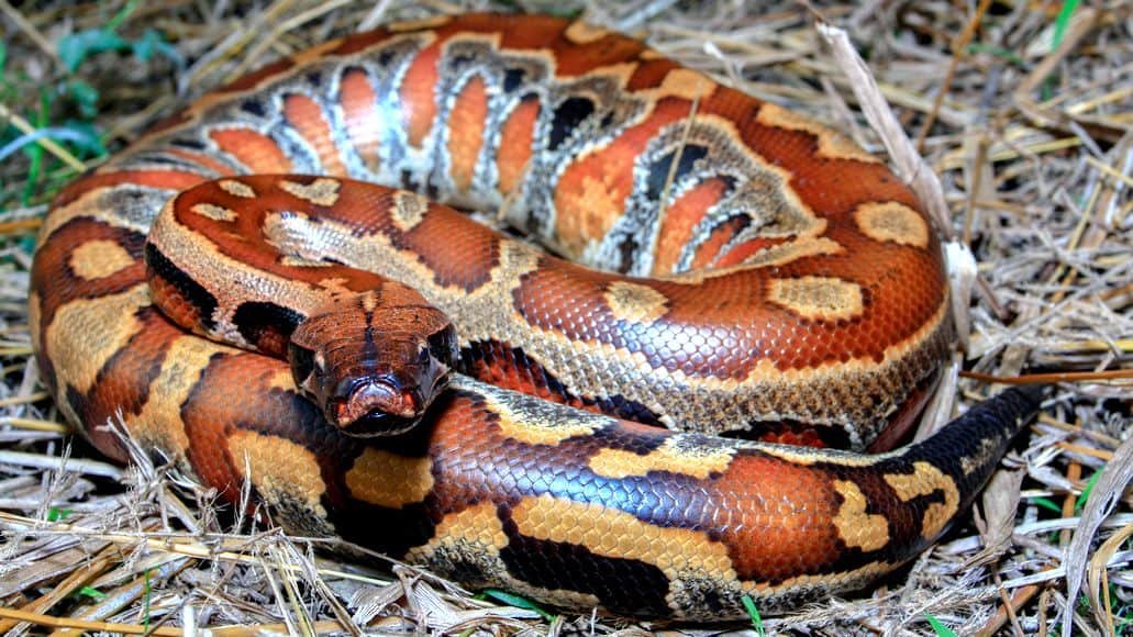 blood python wants to eat