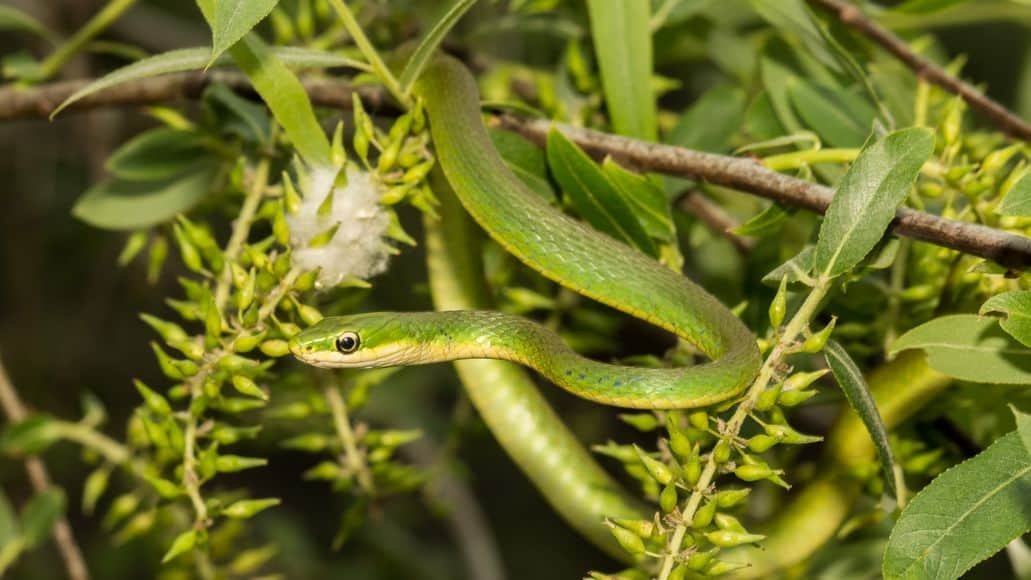 Rough green snake hiding in tree