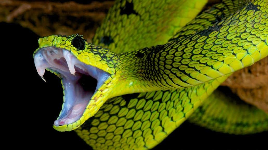 Great Lakes viper biting