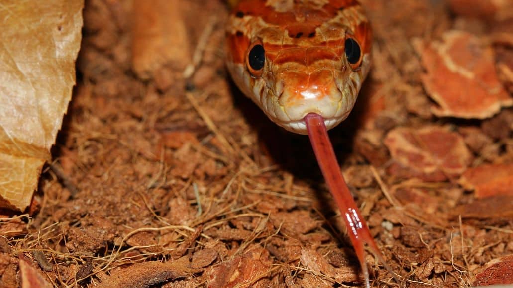 corn snake looking for food
