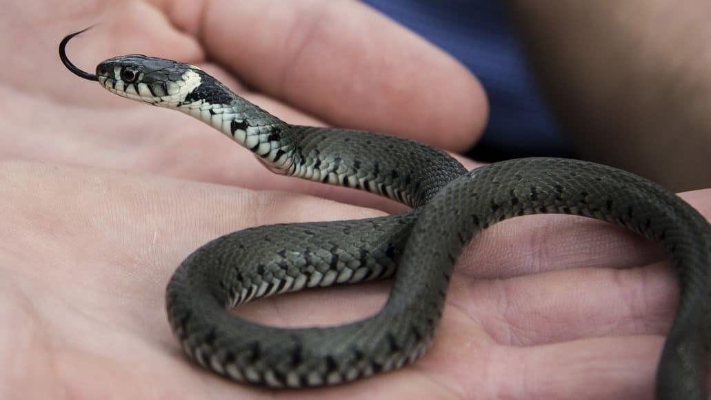 Tame snake on bare hand