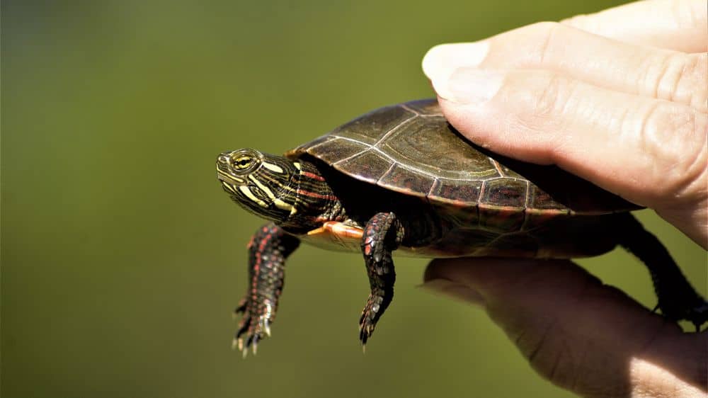 Turtle as pet