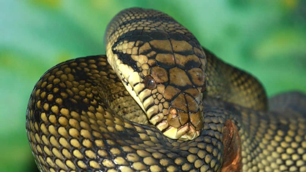 Amethystine Python