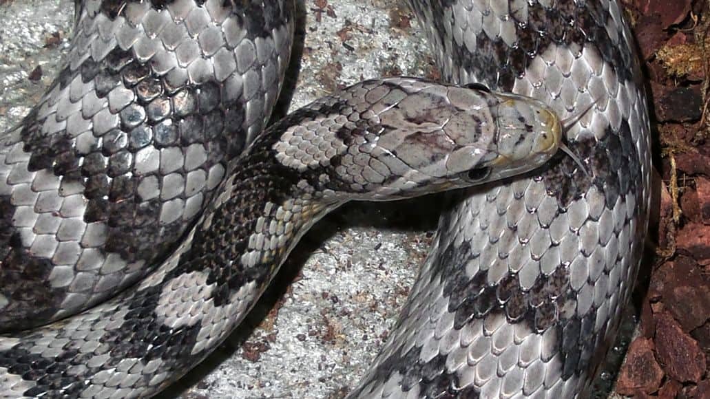 Anerythristic corn snake