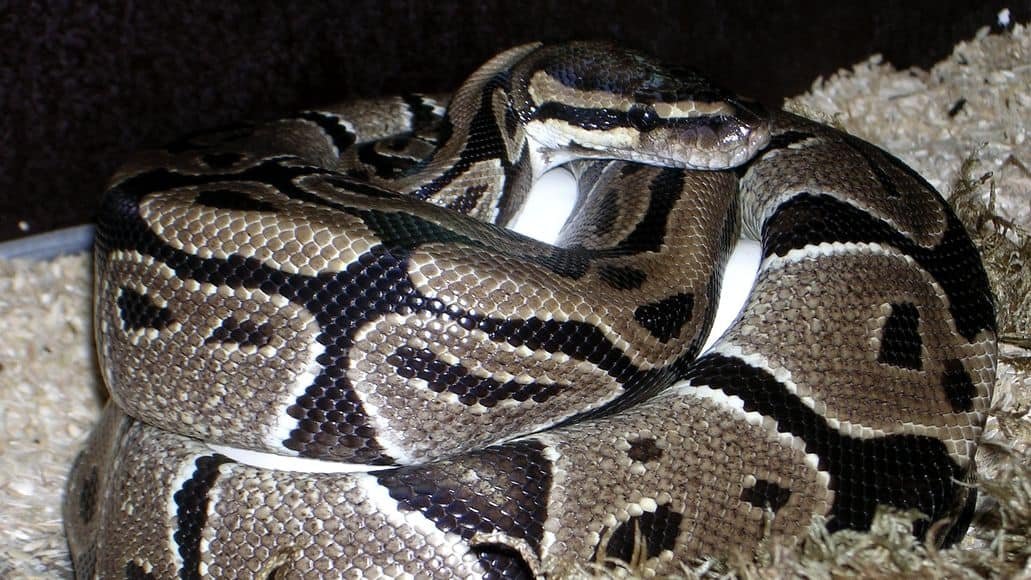 coiled snake ready for bath