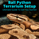 Ball Python Terrarium Setup