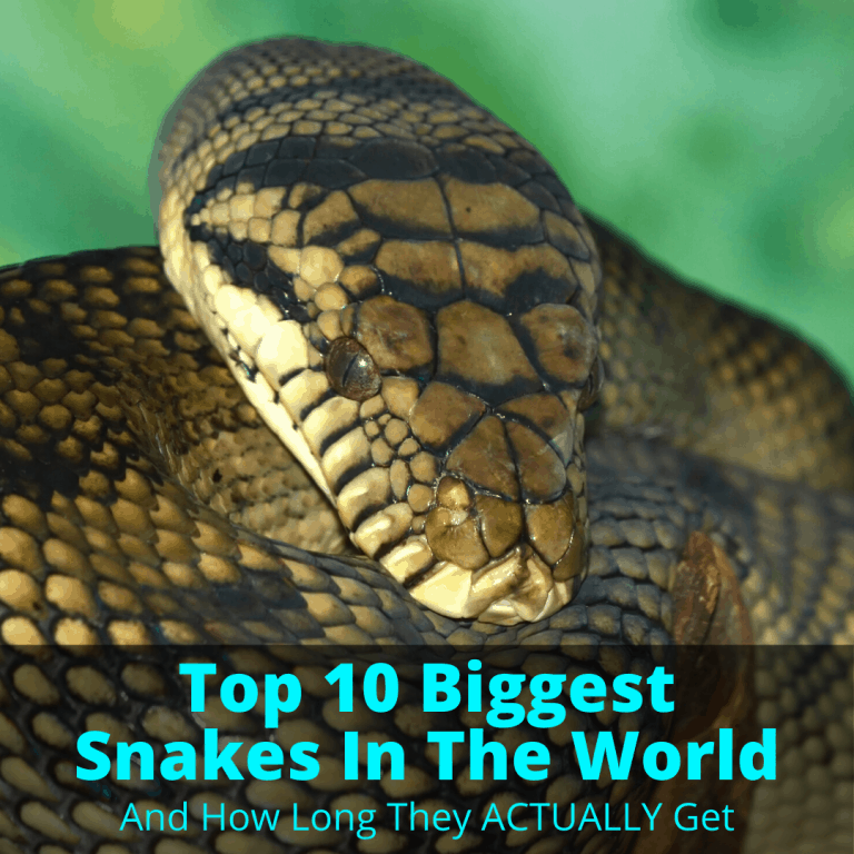 Top 10 Biggest Snakes In The World (And How Long They ACTUALLY Get)