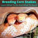 Breeding Corn Snakes