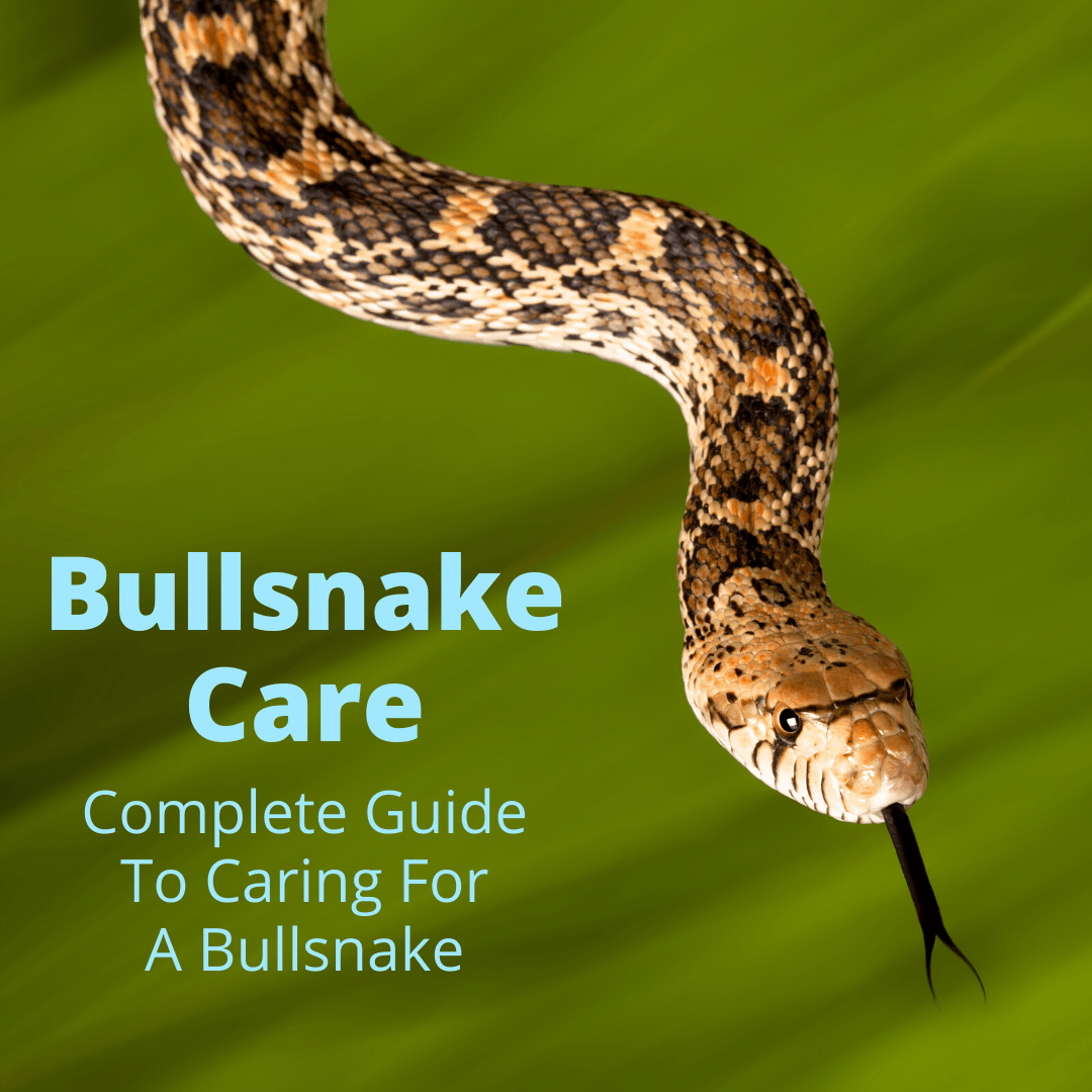 Bullsnake Care