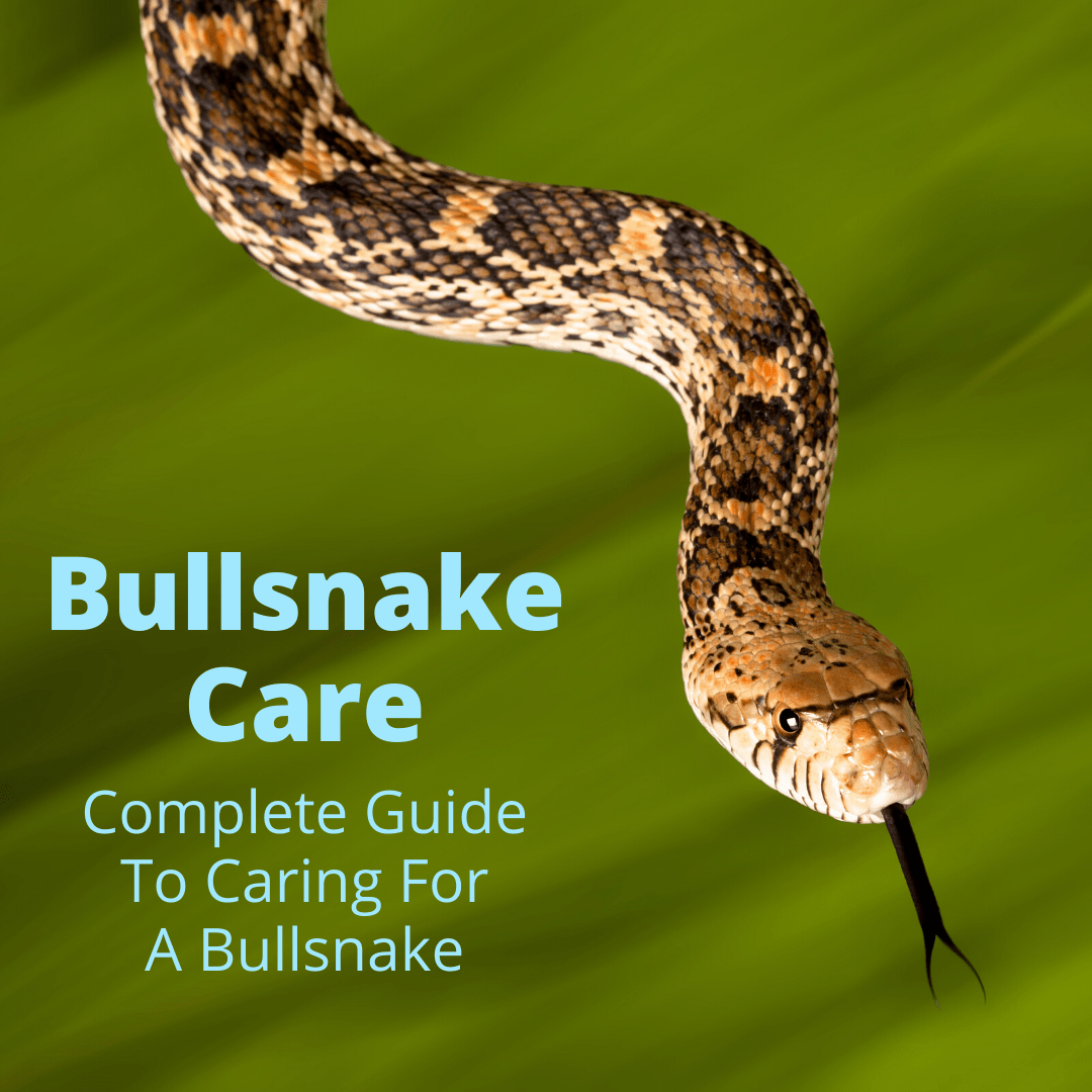 Bullsnake Cuidados