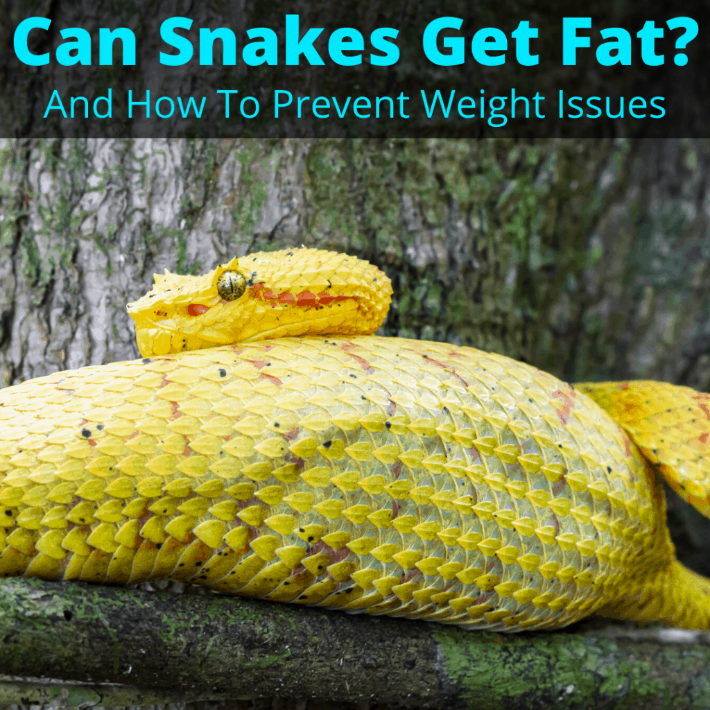Can Snakes Get Fat? (And How To Prevent Weight Issues)