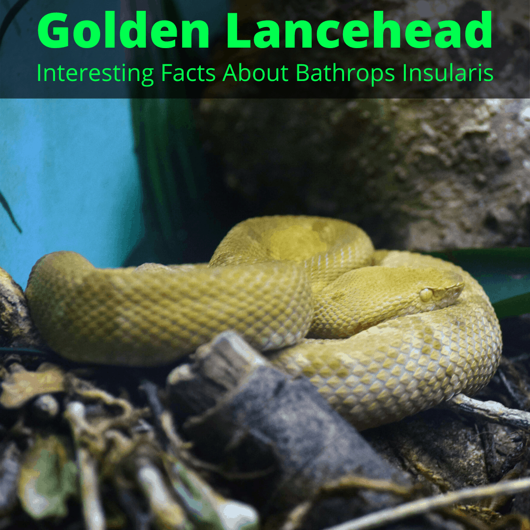 Golden Lancehead snake
