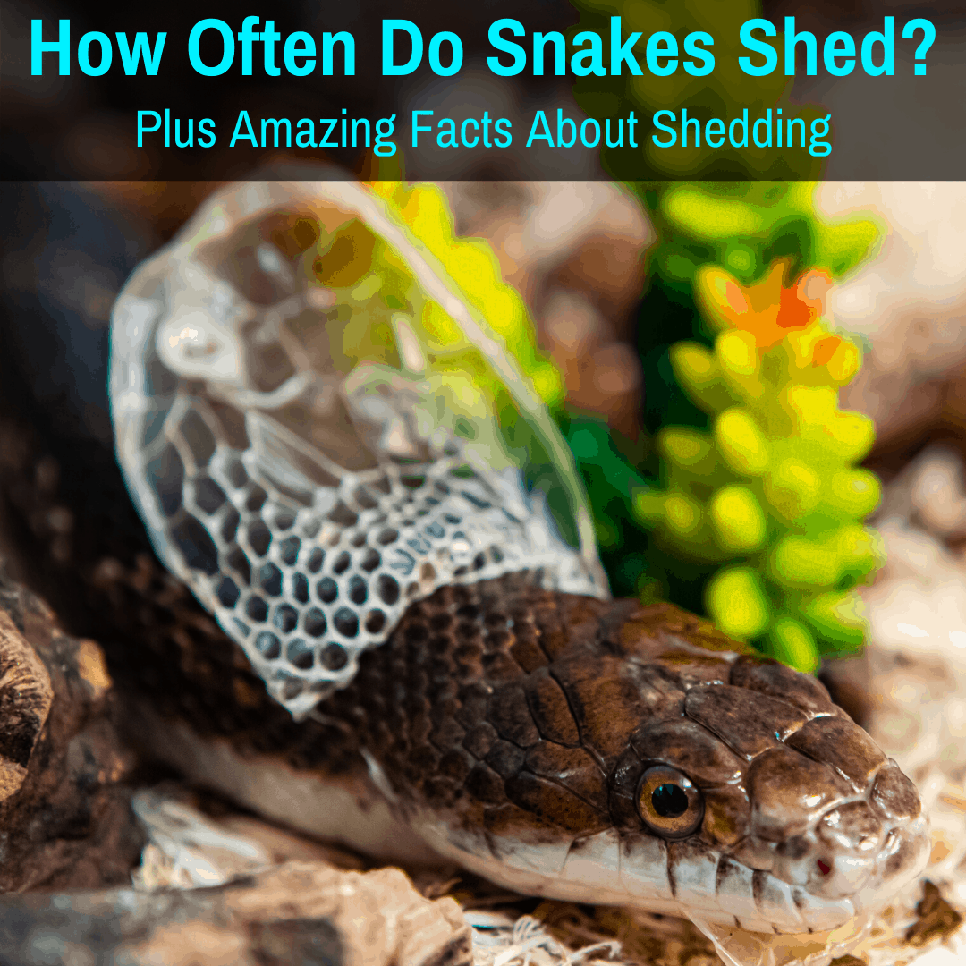 How Often Do Snakes Shed