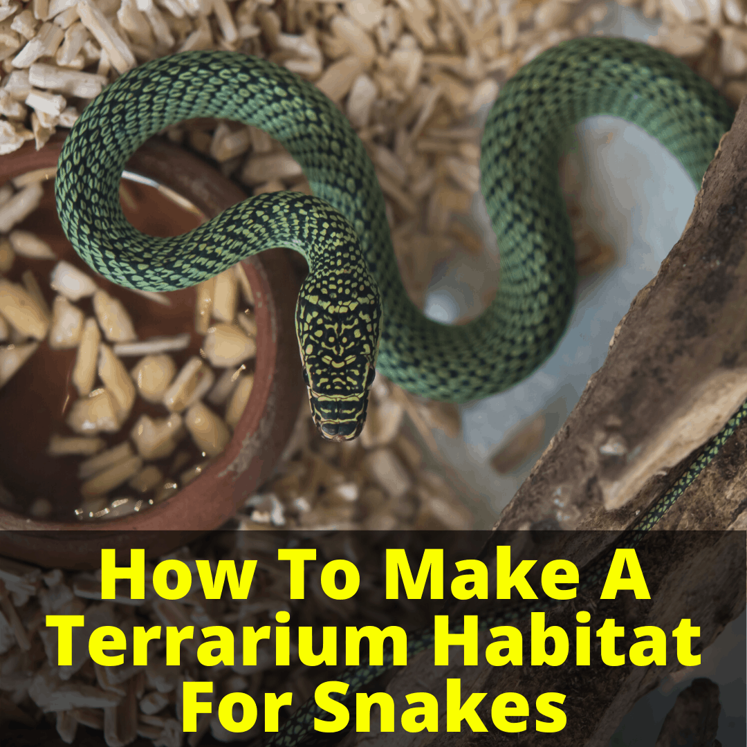  Comment Faire Un Habitat De Terrarium Pour Les Serpents 