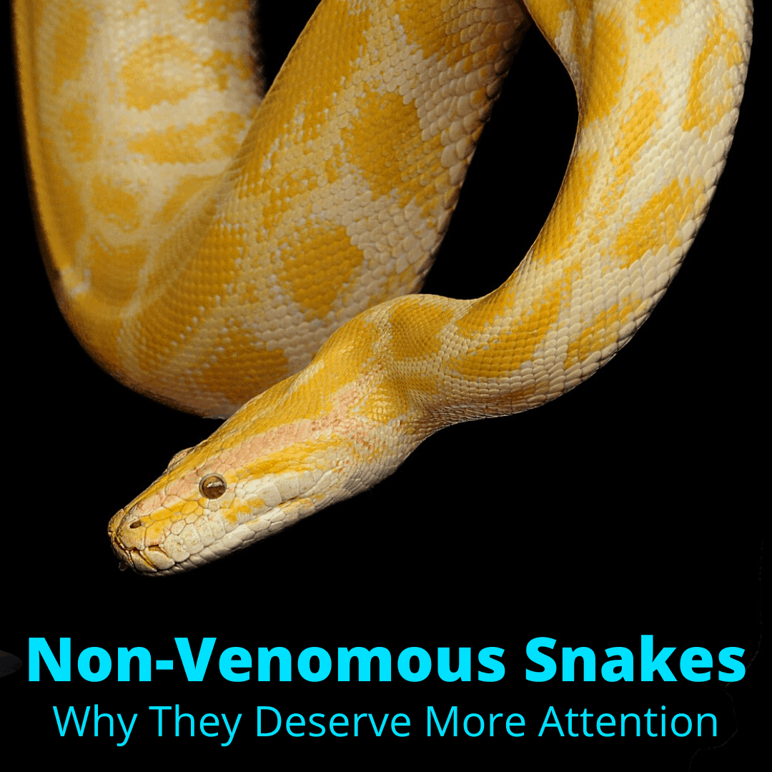 Non-Venomous Snakes