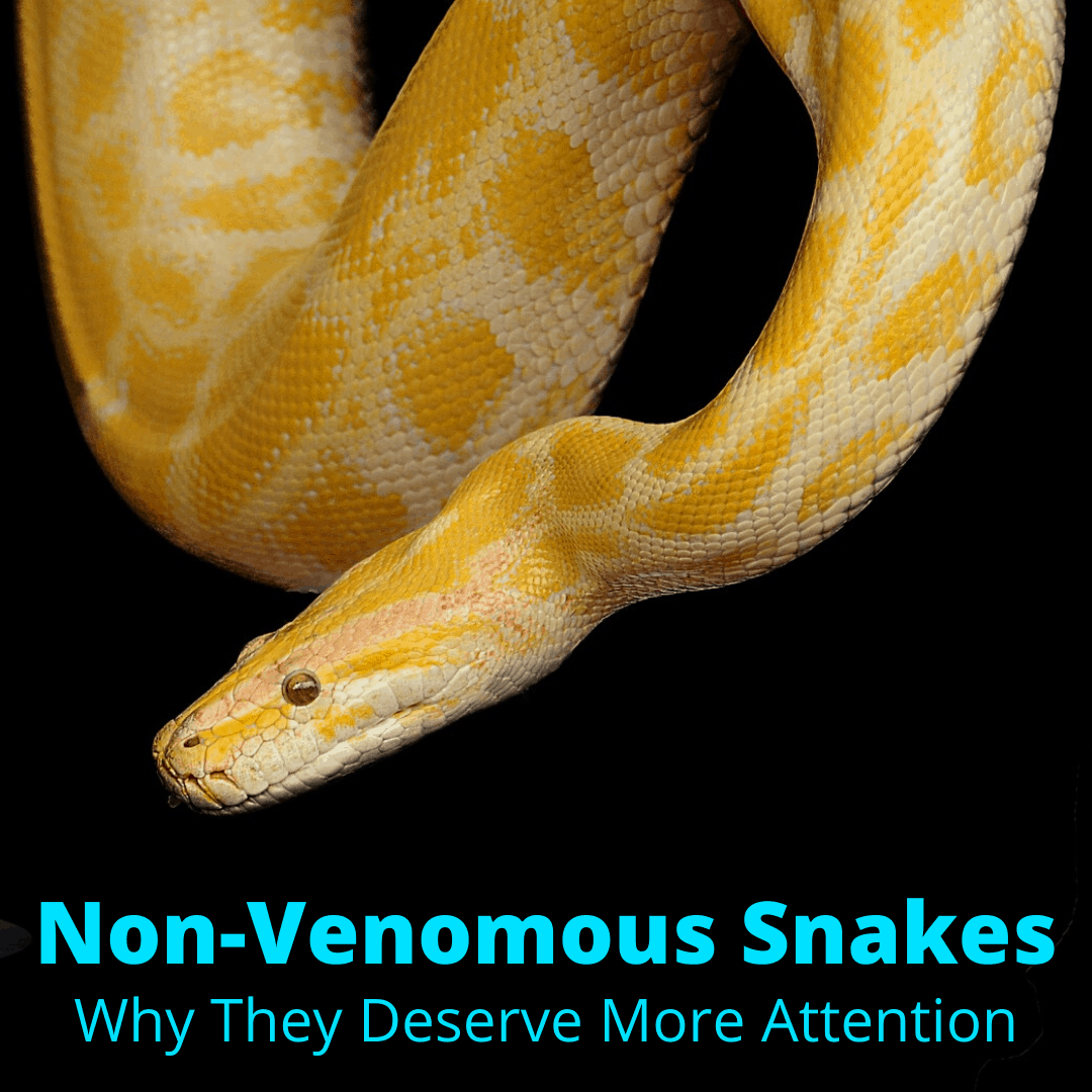 non-venomous-snakes-why-they-deserve-more-attention