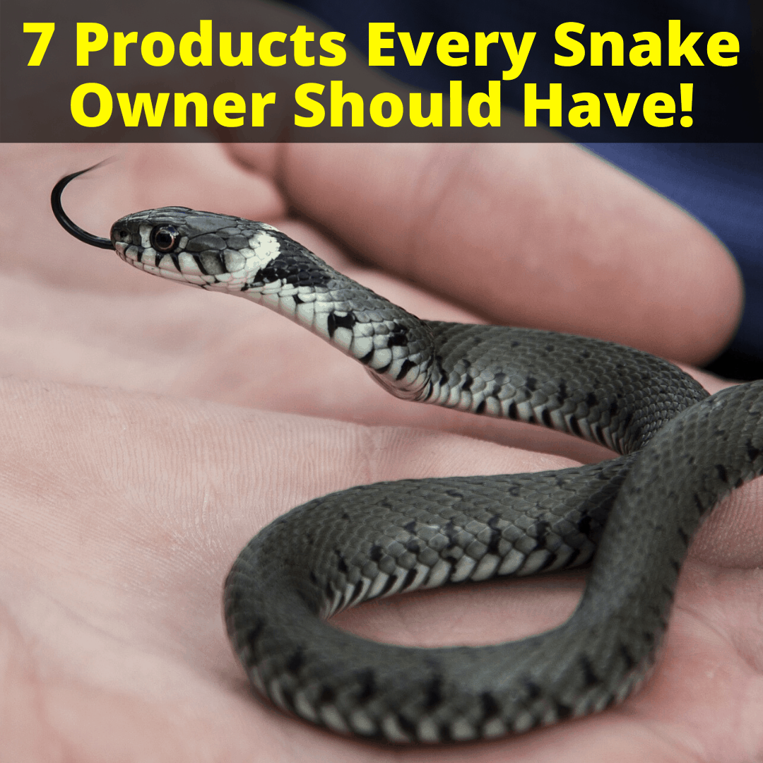 Products Every Snake Owner Should Have