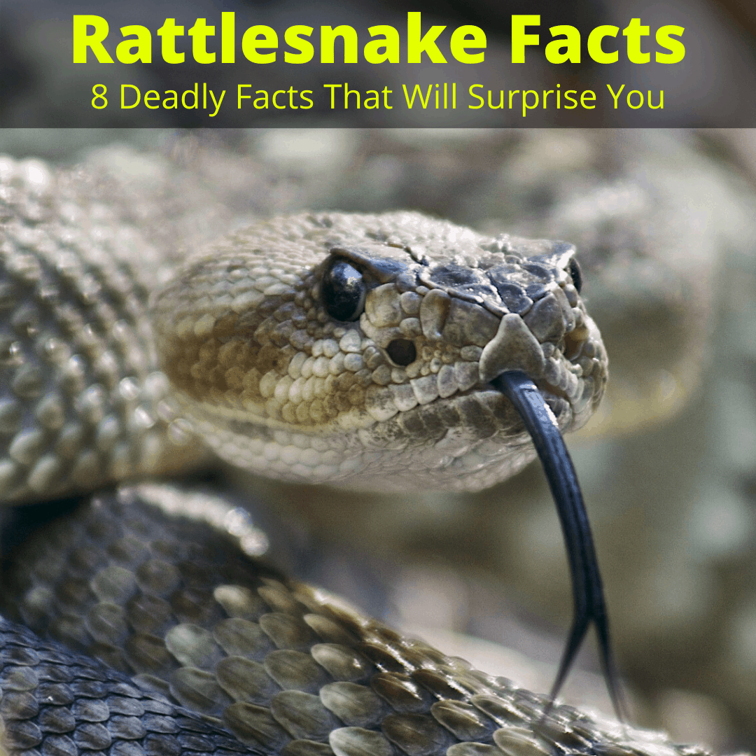 Rattlesnake Facts