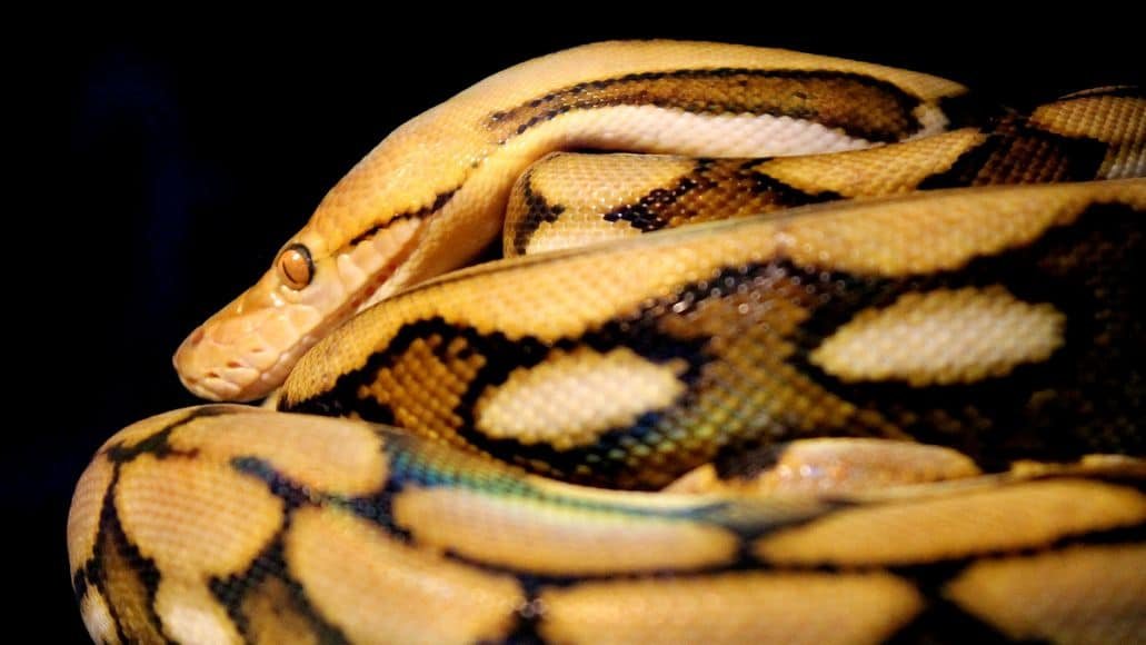 Reticulated Python