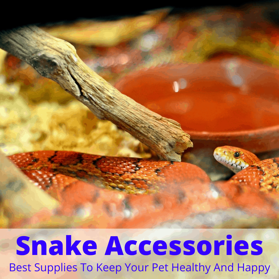 Snake accessories