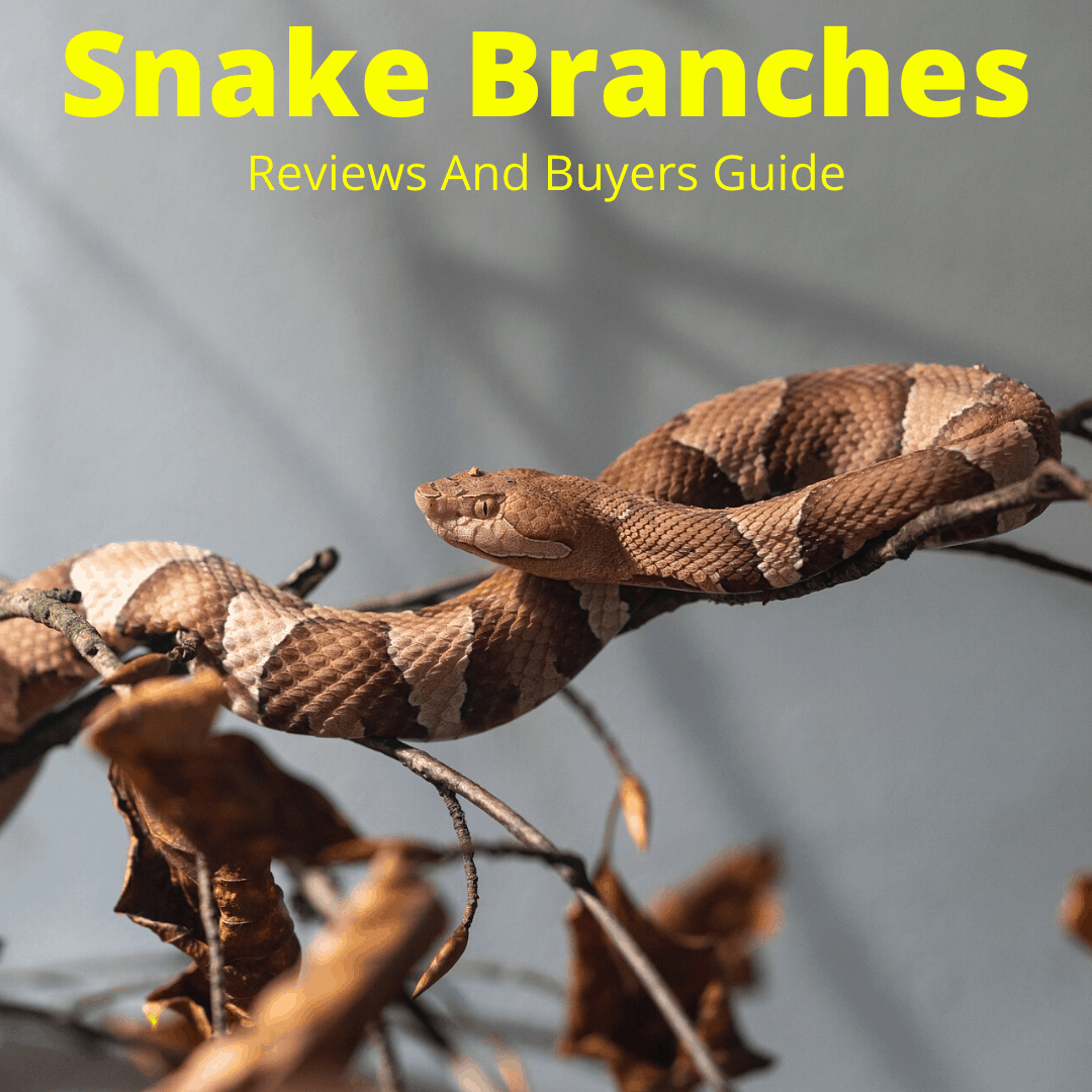 Snake branches reviewed