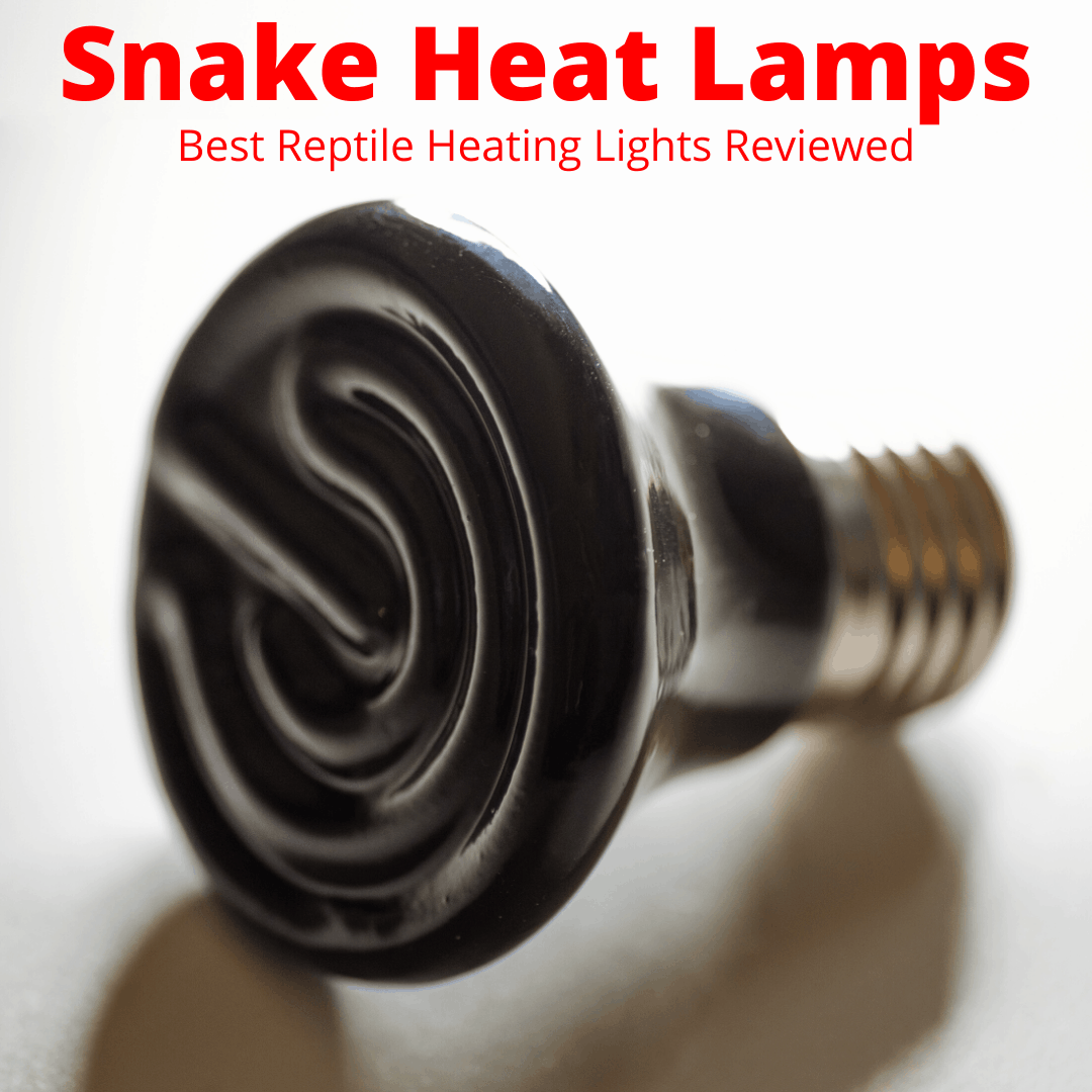 best heat lamp for snakes