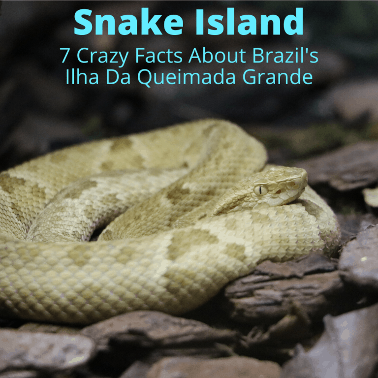 Snake Island (7 Crazy Facts About Brazil's Ilha Da Queimada Grande)