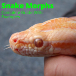 Snake morphs