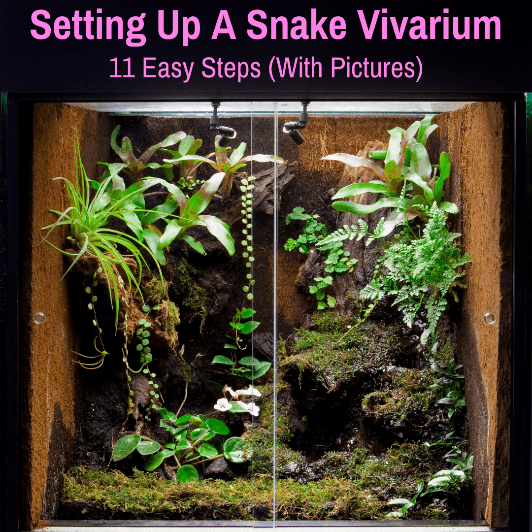 Snake vivarium