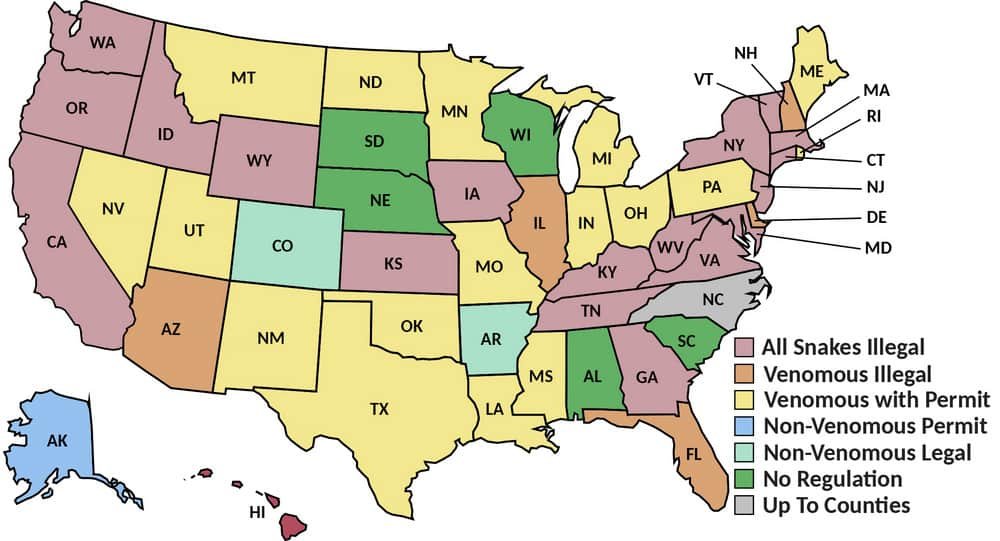 What States Can You Own a King Cobra?