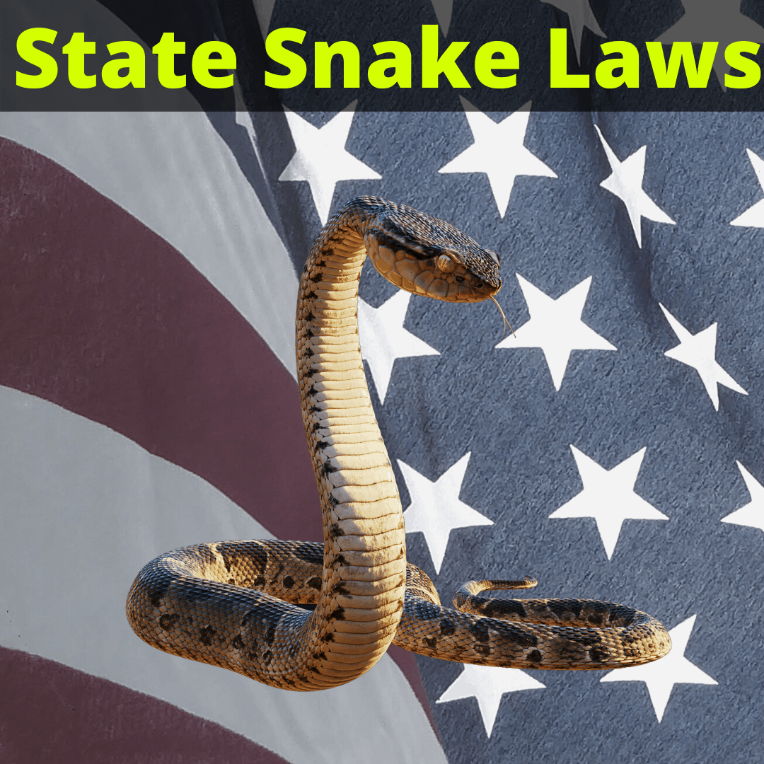 Snake laws in the United States