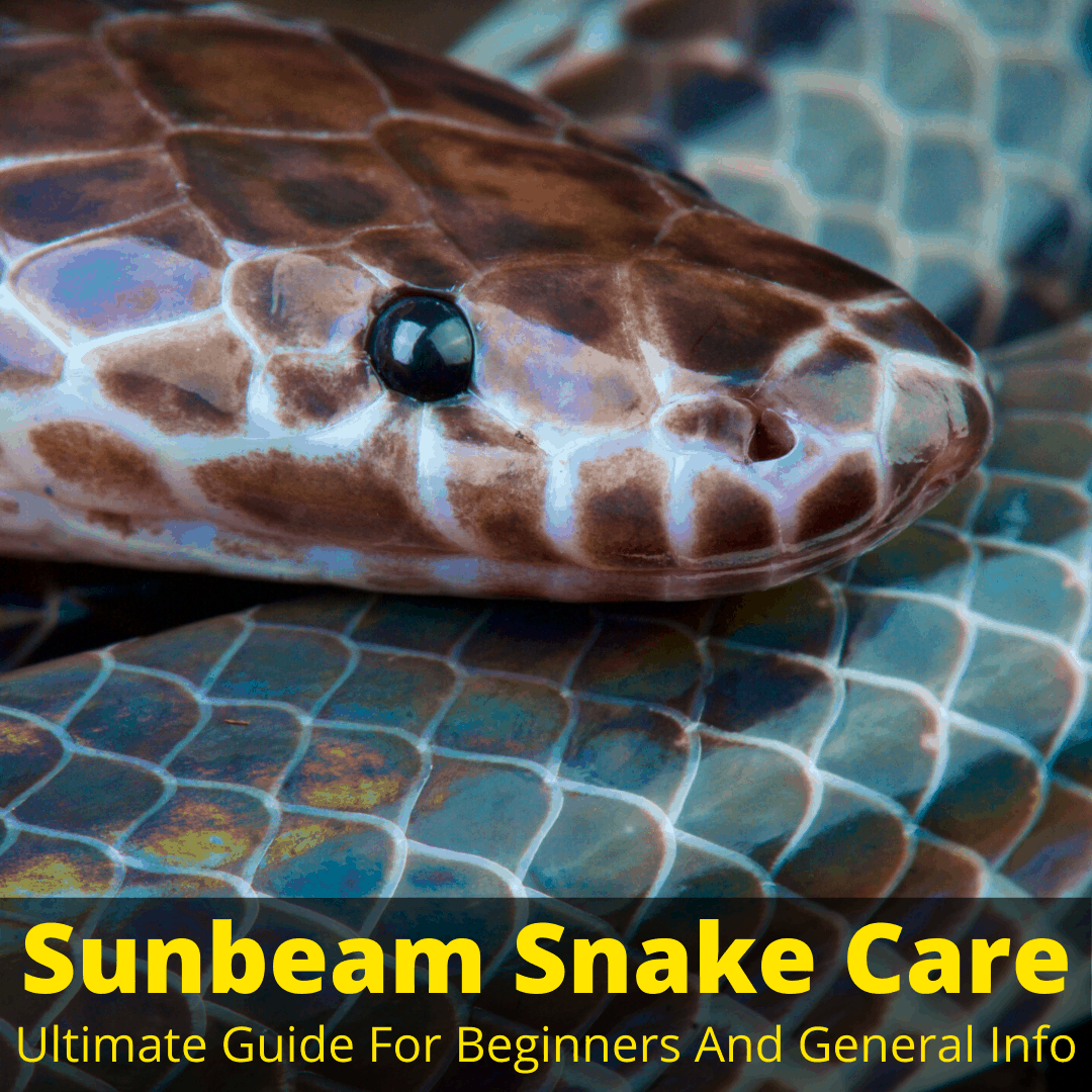 Sunbeam snake care