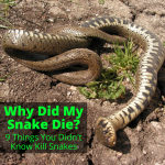 Why did my snake die