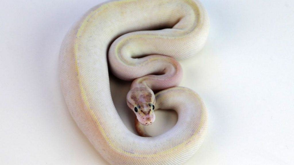 Snake Morphs (Complete Guide With Examples)