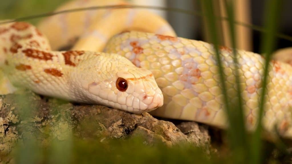 Bullsnake Care Guide To Caring For A Bullsnake)