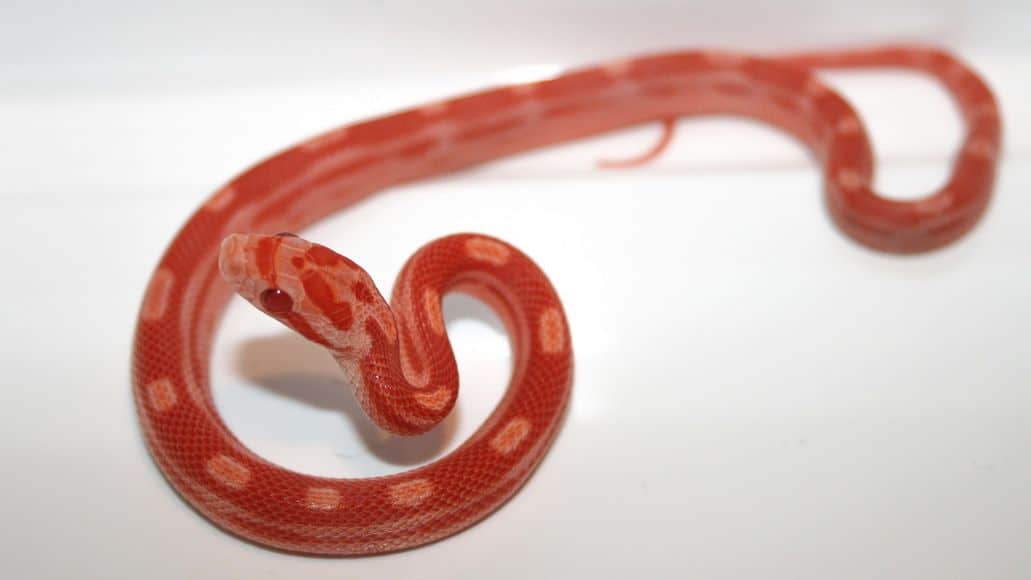 Red albino corn snake