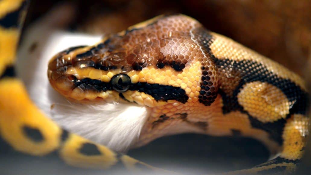 Ball Python eating food to poop out later