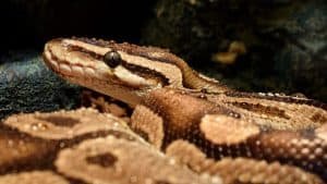 Ball Python Vs Boa Constrictor (Key Differences Explained)
