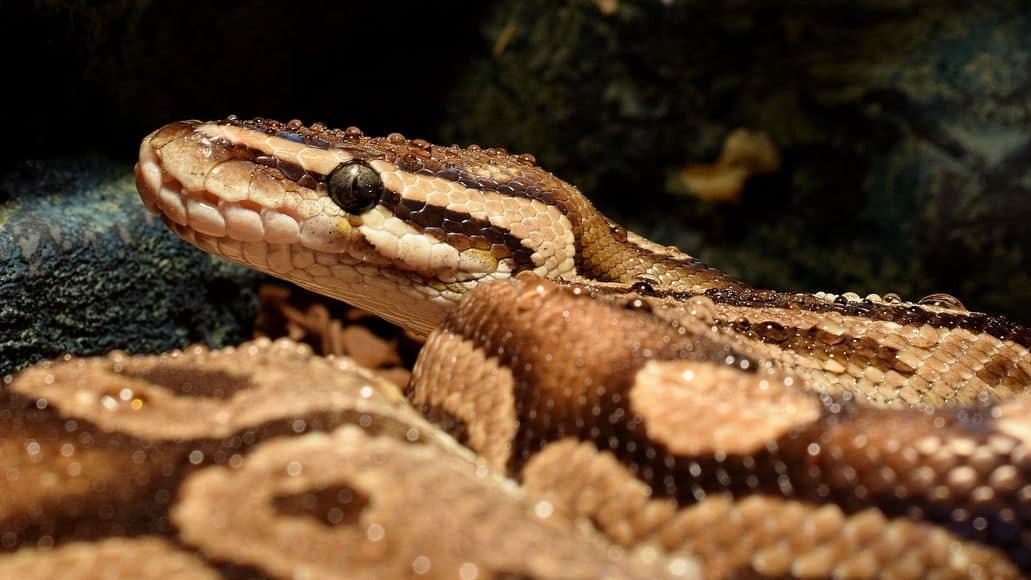 Serpiente con humedad de humedad