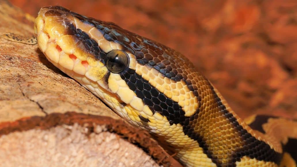 hungry ball python waiting for mice