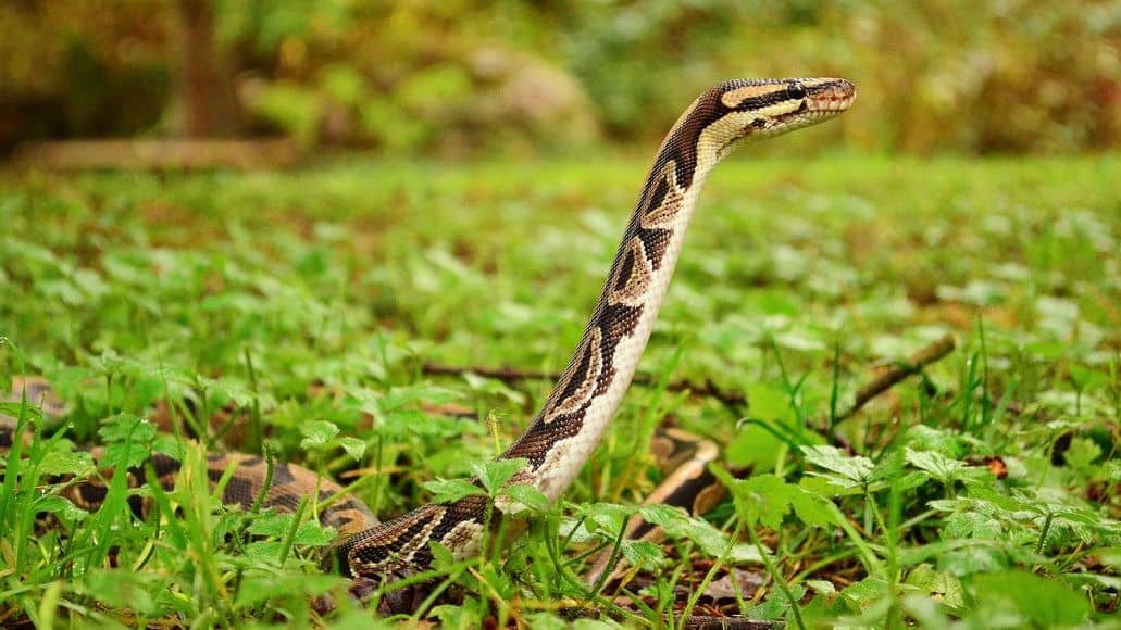 Ball python in the wild